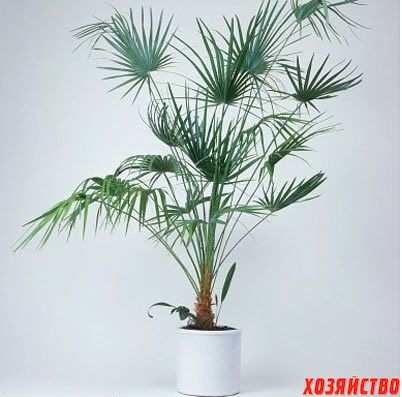 Бамбуковая пальма.jpg